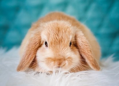 Little_Bunny_Foo_Foo.jpg