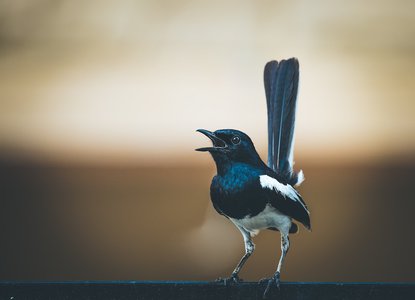 Magpie_song_nursery_rhyme.jpg