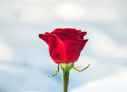 Red_rose.jpg