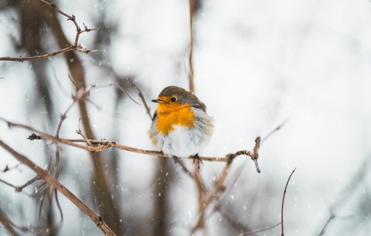 Robin in snow - The North Wind Doth Blow.jpg
