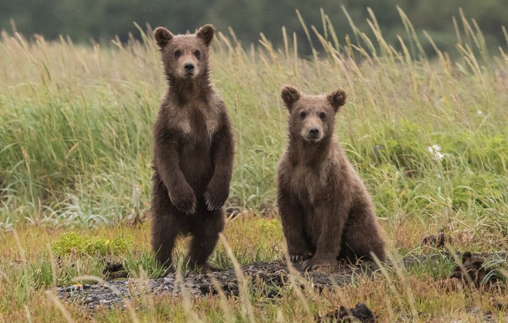 bears