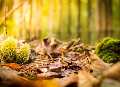 Conkers