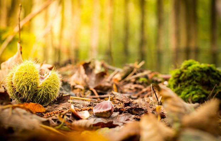 Conkers