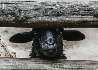 black sheep