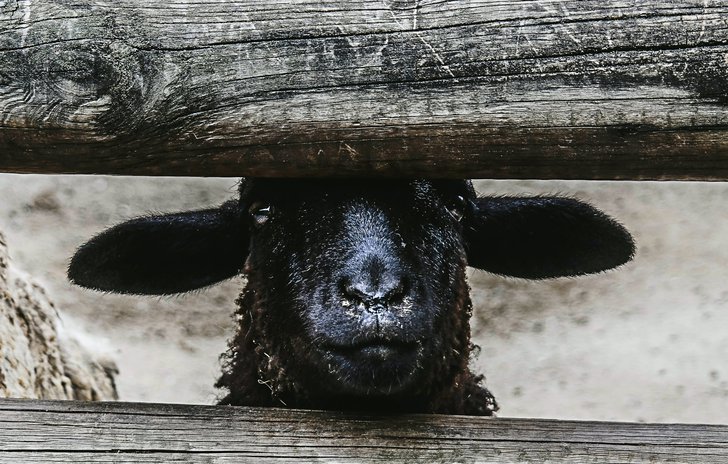 black sheep