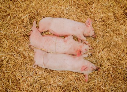 Three Little Pigs