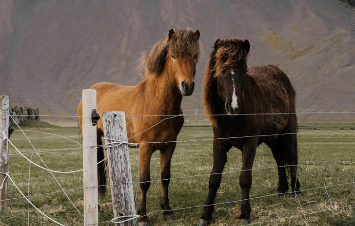 Horsie, horsie