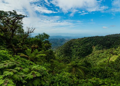 Jungle