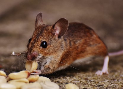 Little Mousey Brown