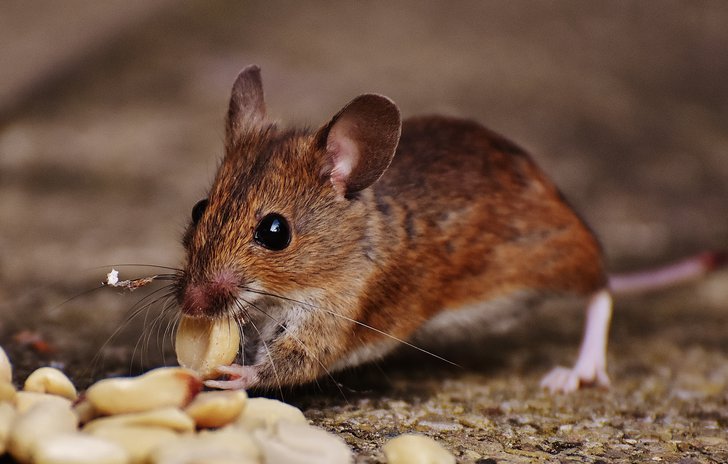 Little Mousey Brown