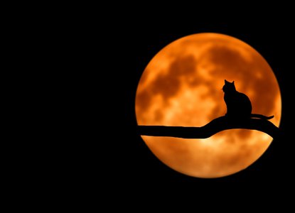 Take a Halloween quiz