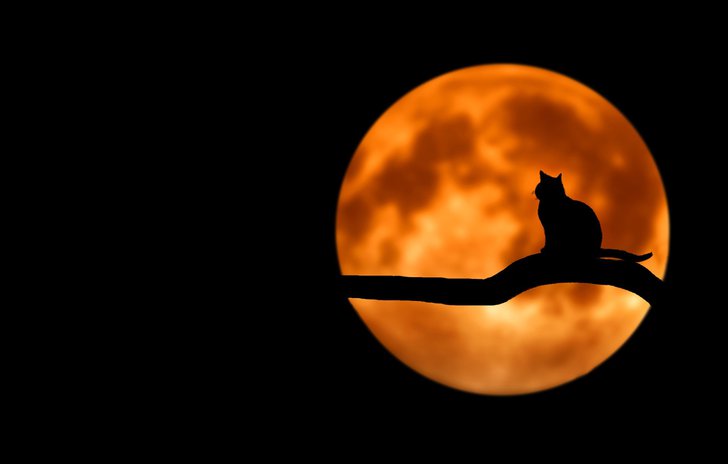 Take a Halloween quiz