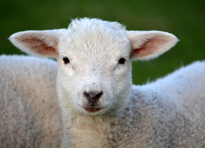 Mary had a little lamb