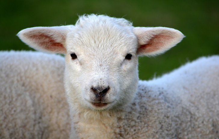 Mary had a little lamb