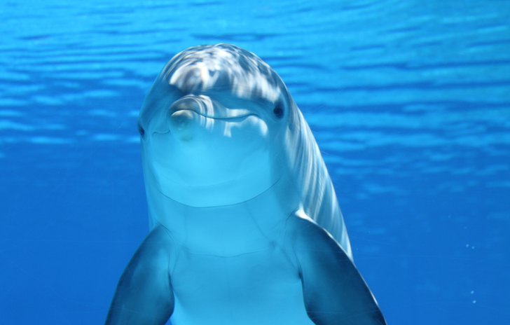 Dolphin