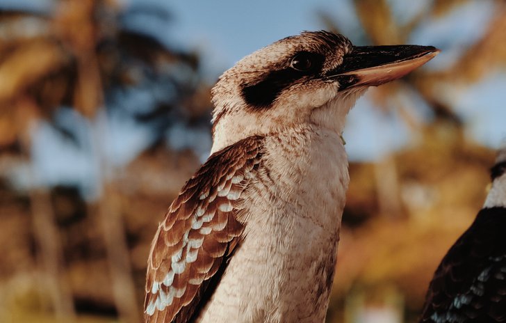 Kookaburra sits in the old gum tree
