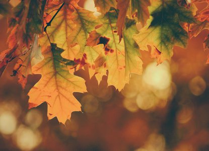 Autumn leaves