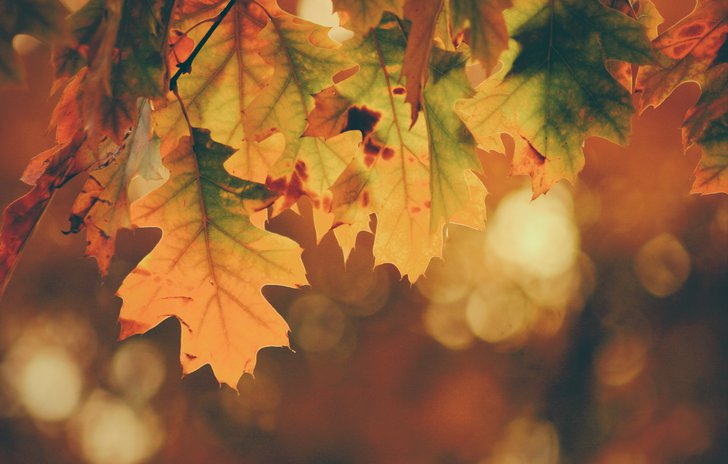 Autumn leaves